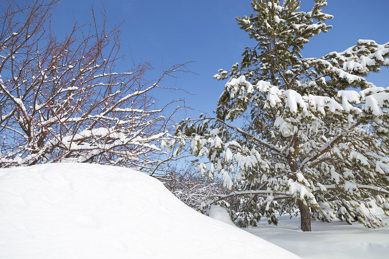 白雪覆盖的松树