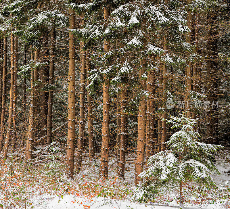 白雪覆盖着冷杉的森林