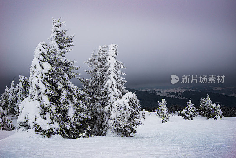 冷杉和松树上覆盖着厚厚的积雪