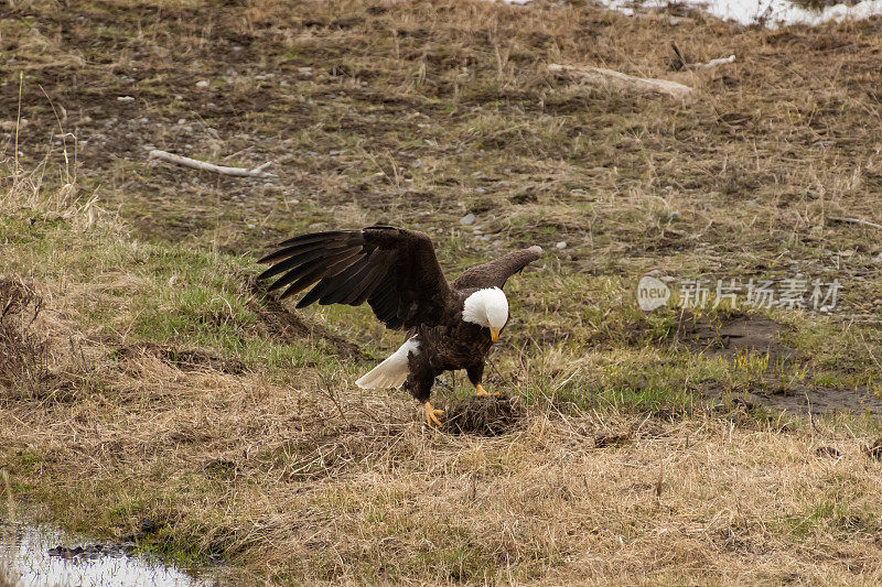 在美国黄石公园捡筑巢毛皮的秃鹰