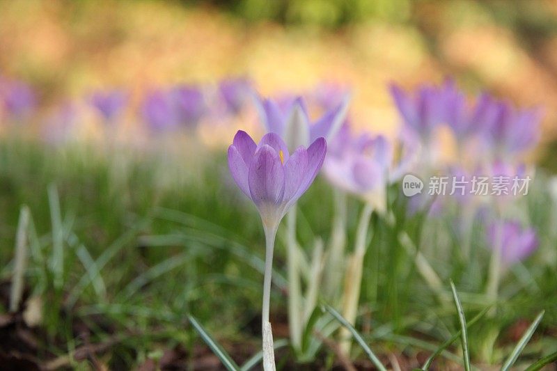 娇嫩的春天花粉红色紫色丁香番红花