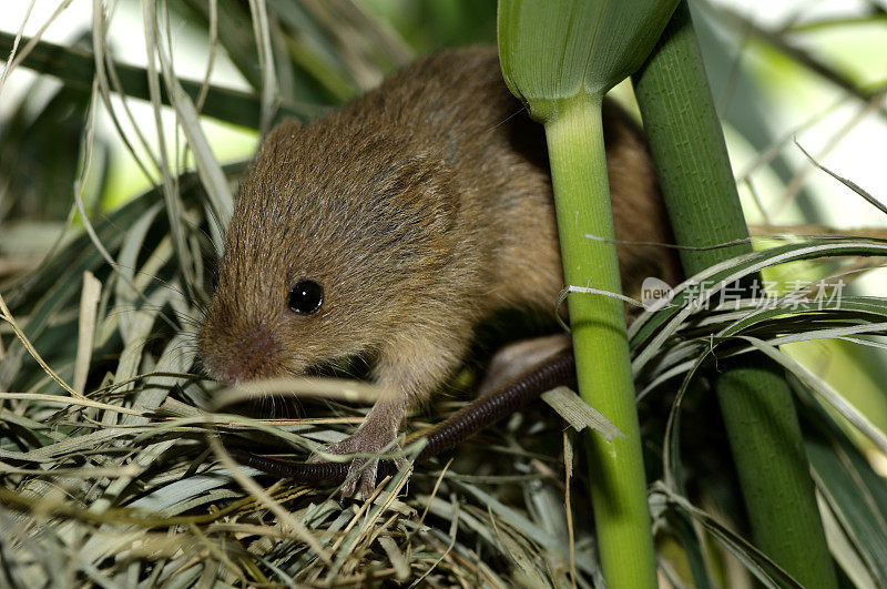 芦苇丛里的巢旁有老鼠。