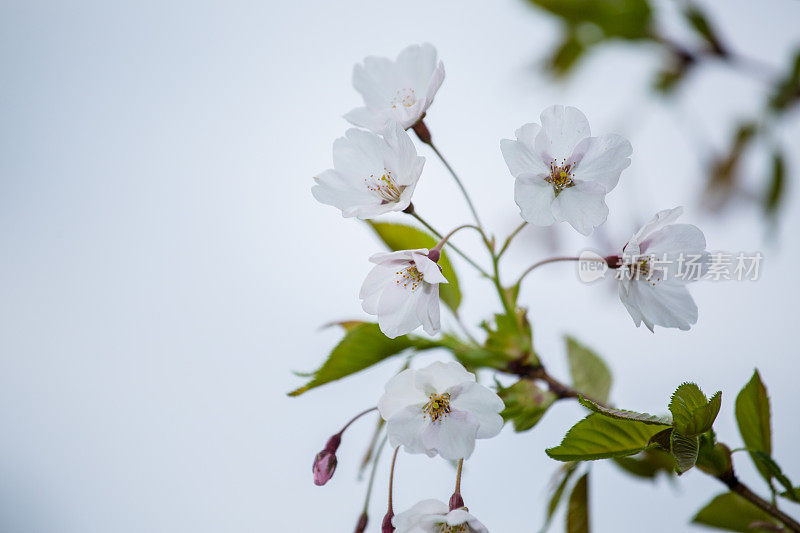 公园里的樱花