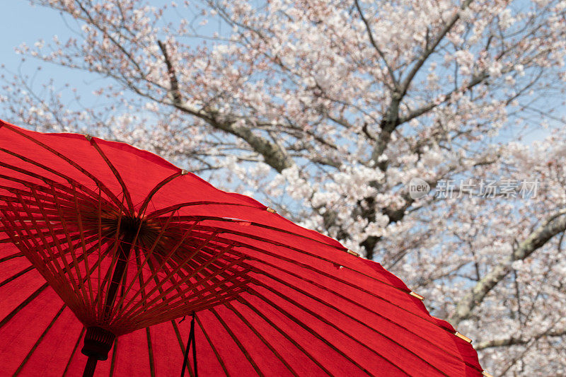 日本的樱花