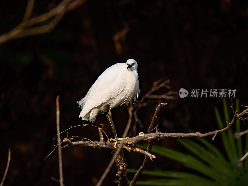 小白鹭，又名小白鹭，在日本的一条河里钓鱼