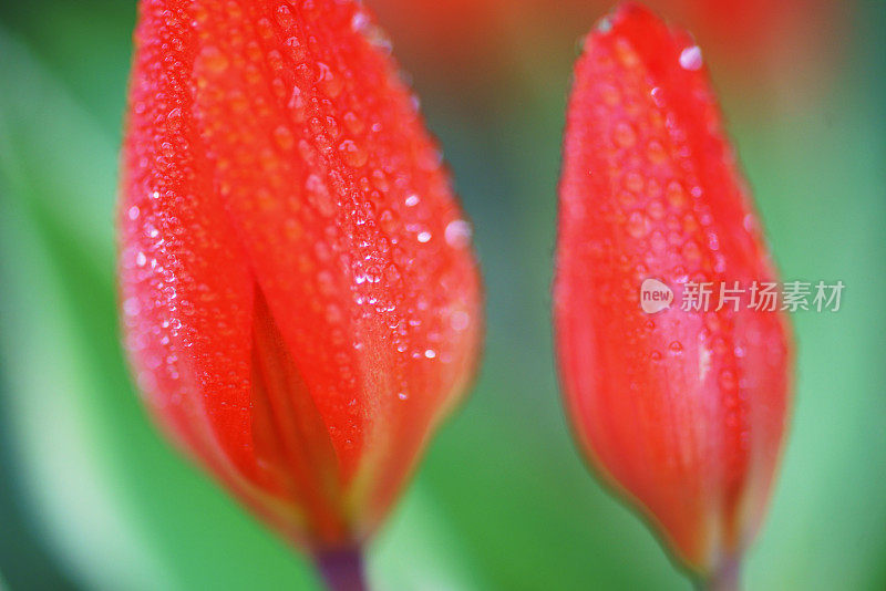 单朵郁金香与雨滴特写，加拿大