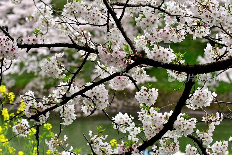 东京千鸟渊公园，绿色背景下的樱花