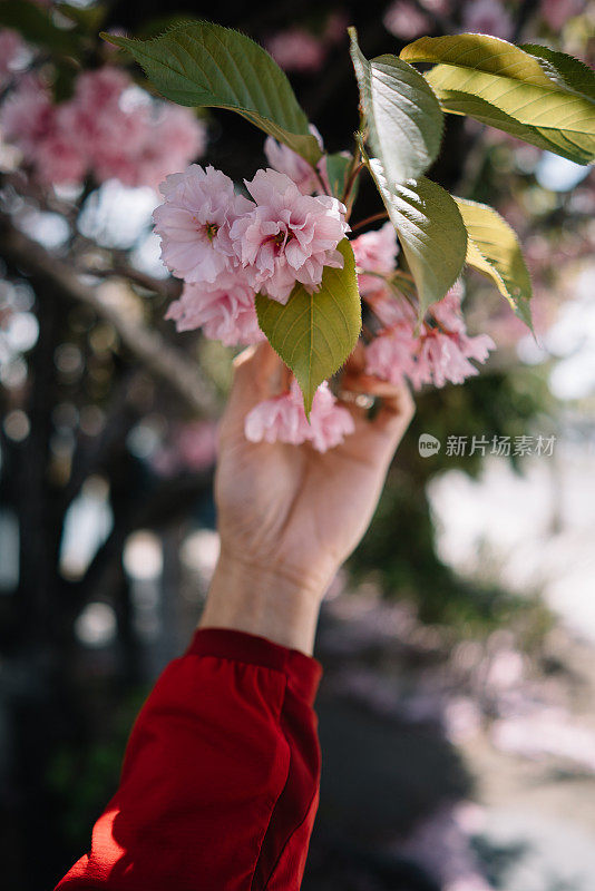 一个男人用手轻轻地捧着樱花