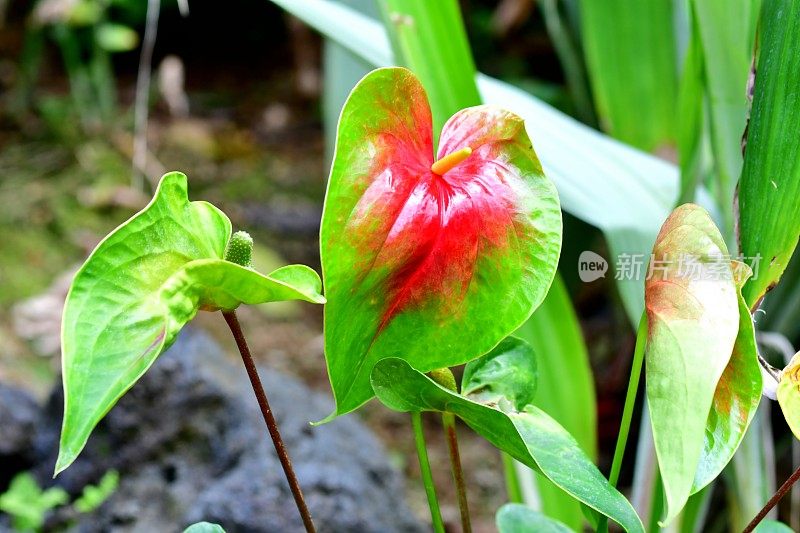 开花植物:花烛属植物