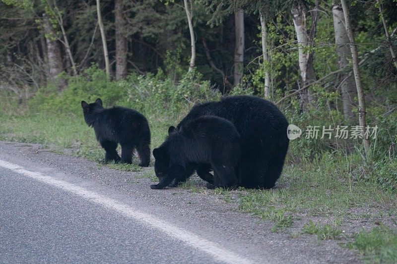 公路上的黑熊妈妈和熊宝宝