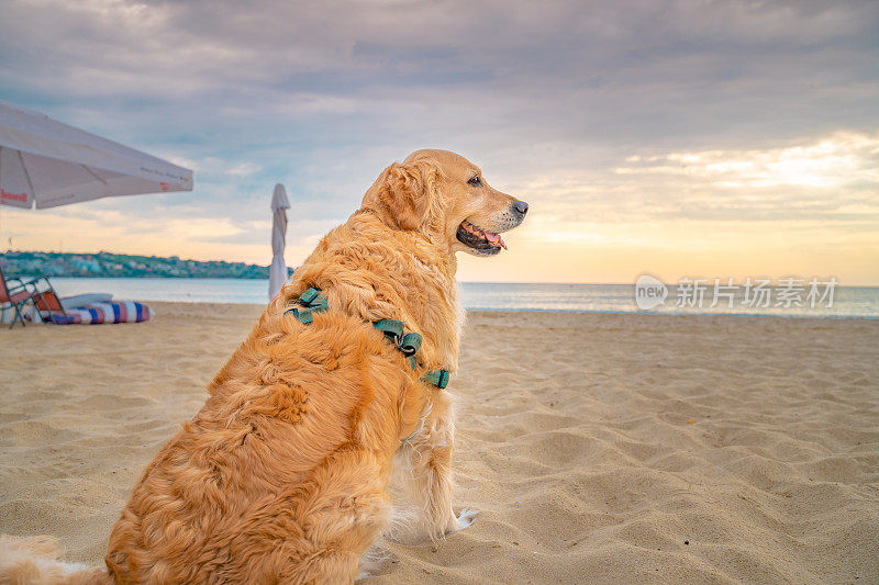 可爱的金毛猎犬站在沙滩上，看着大海