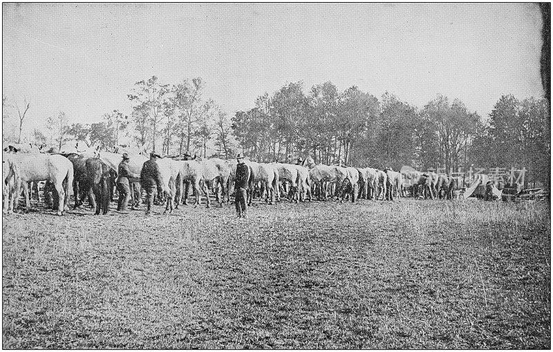 美国陆军黑白照片:梳理马匹
