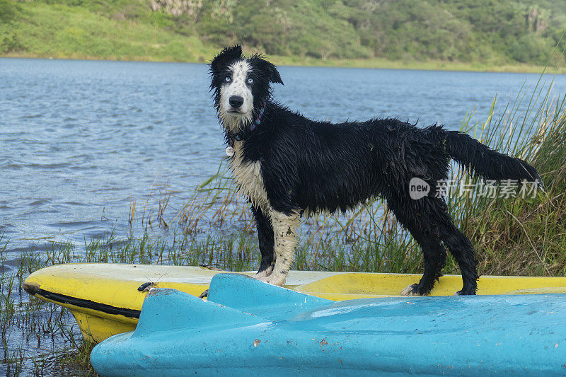 一只边境牧羊犬站在河岸的冲浪板上