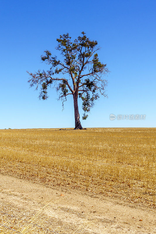 澳大利亚农田上的一棵孤独的树