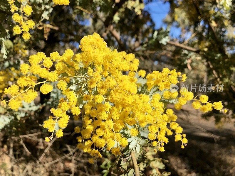 金金花盛开在澳大利亚的灌木丛