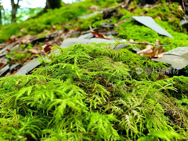 森林地面苔藓