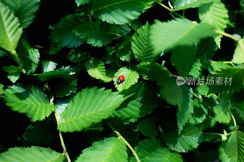 红色瓢虫在绿色背景的新鲜的绿叶上。