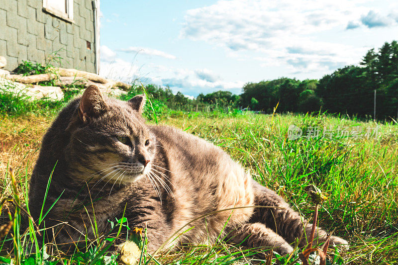 肥猫躺在草地上