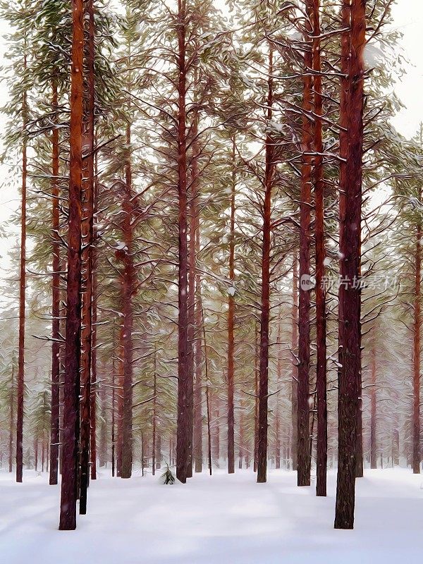 芬兰拉普兰北部森林中的苏格兰松树
