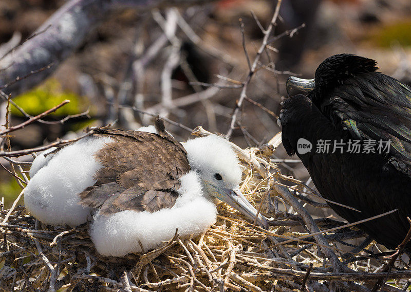 华丽的军舰小鸡