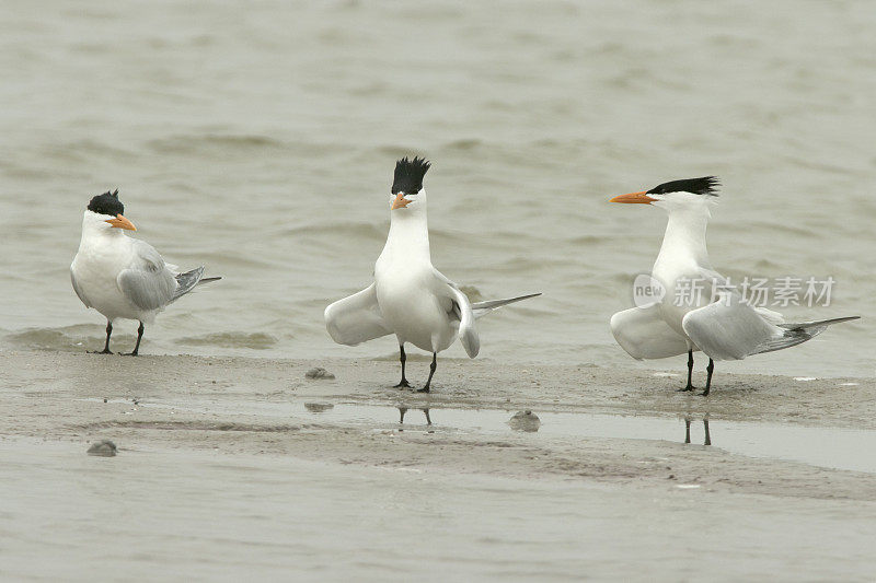 皇家燕鸥三人列队展示帕德雷岛国家海岸德克萨斯州海湾海岸