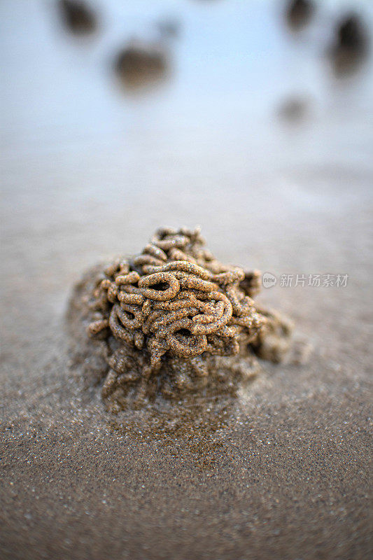 蚯蚓错综复杂的盘曲造型。这是在退潮时海滩上常见的景象，是蚯蚓吞下一端的沙子来进食的结果，并将另一端的线圈排出。