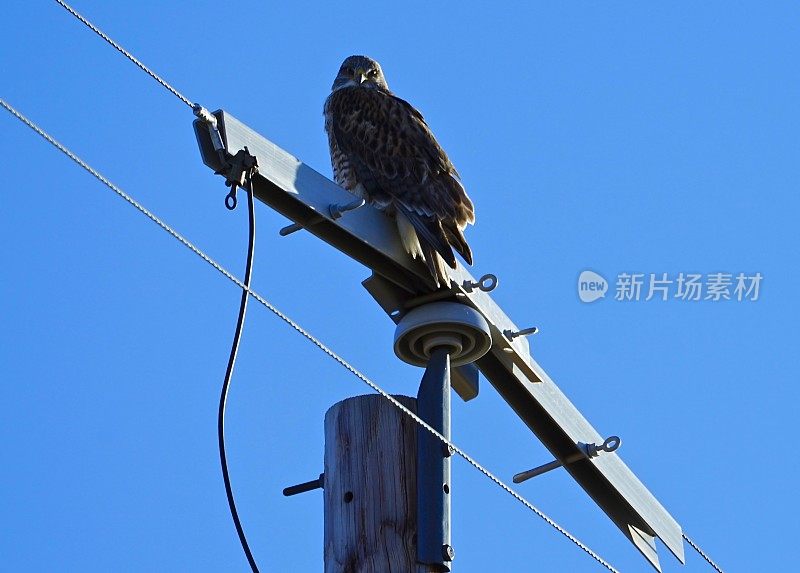 俄勒冈铁鹰眩光