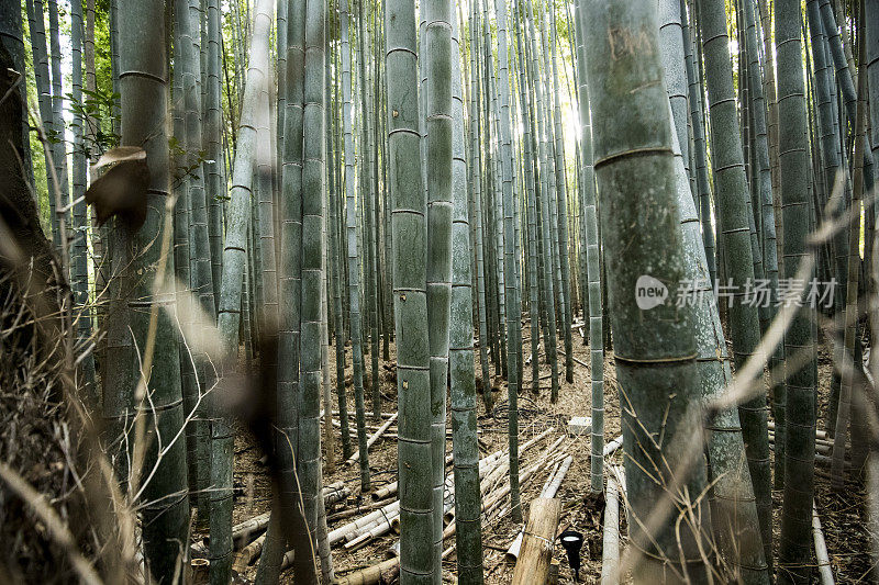 京都竹林