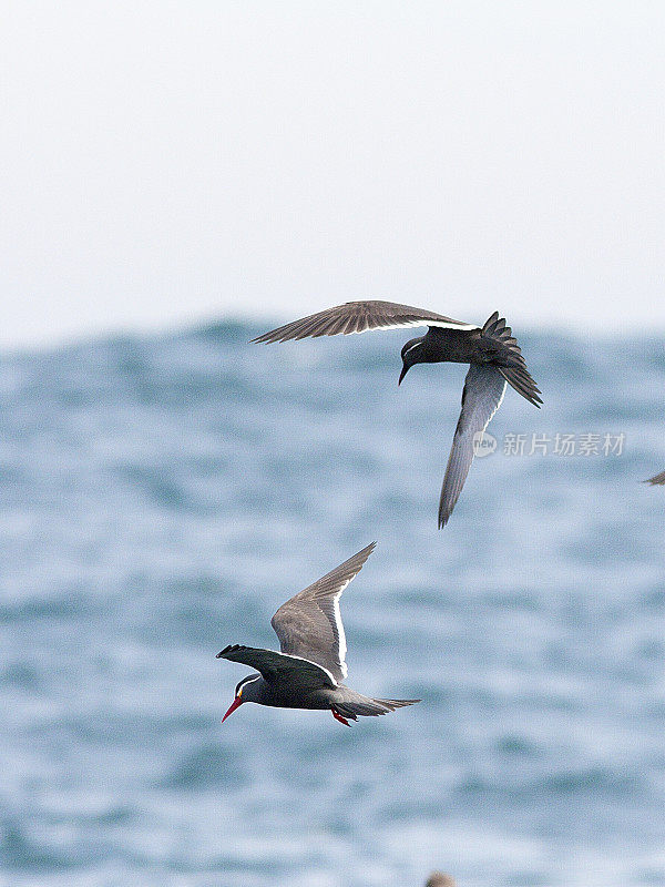两只印加燕鸥在太平洋上空盘旋