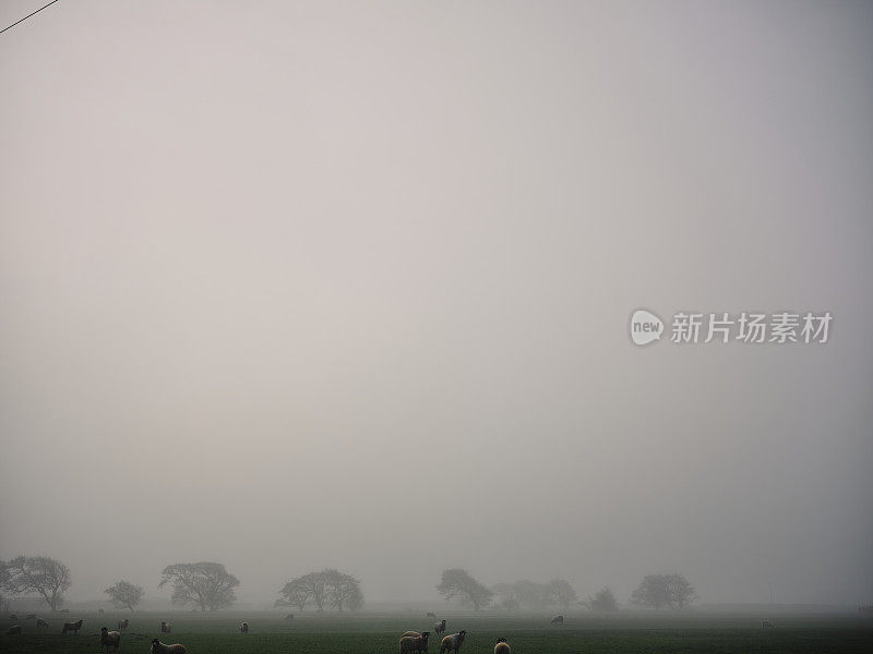 在放牧的羊的农田上笼罩着阴沉的冬雾。