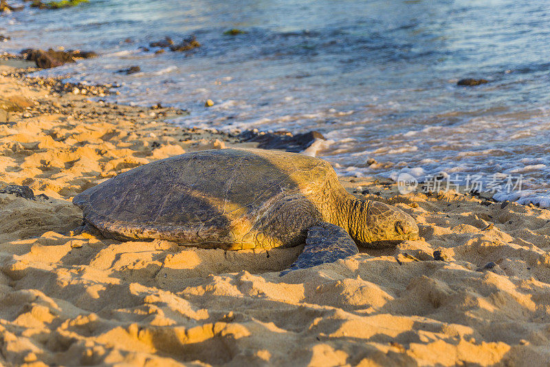 夏威夷考艾岛波伊普海滩上的绿海龟