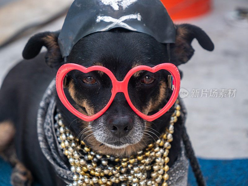 有趣的狗穿着心形太阳镜，珠宝和海盗帽