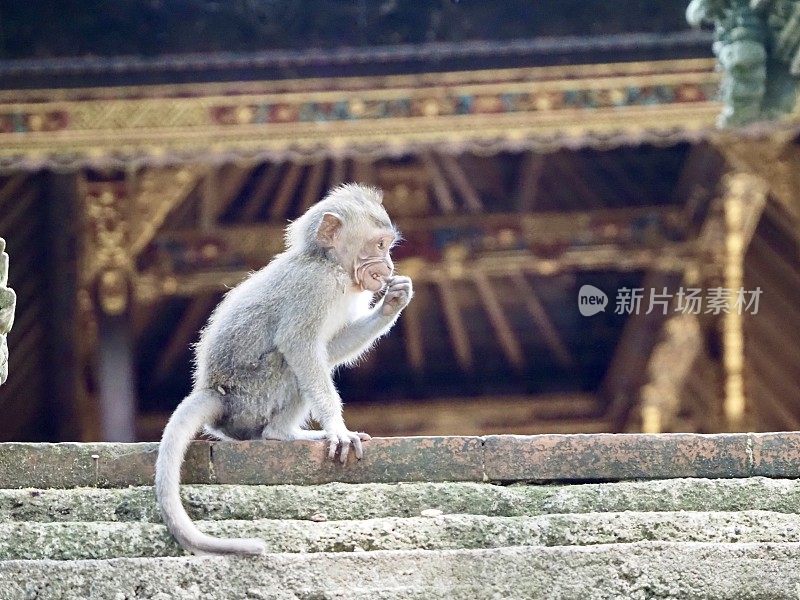 婴儿的猕猴