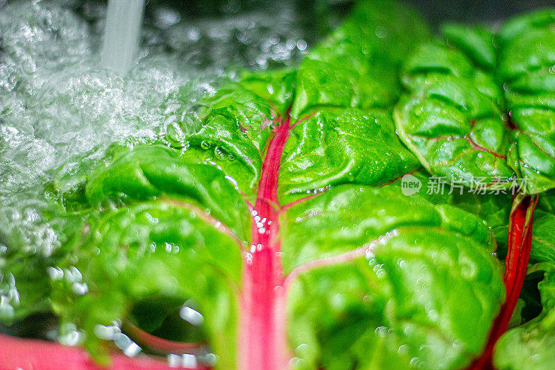 农场新鲜的瑞士甜菜菠菜浸泡在厨房水槽的清洁自来水下准备烹饪健康的晚餐微距特写细节拍摄