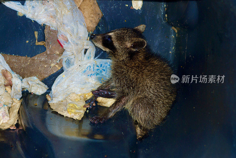 小浣熊在垃圾桶里