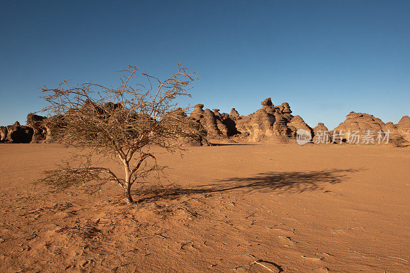 一棵金合欢树孤零零地伫立在利比亚沙漠中。