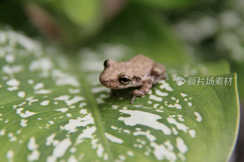 园林植物叶蛙