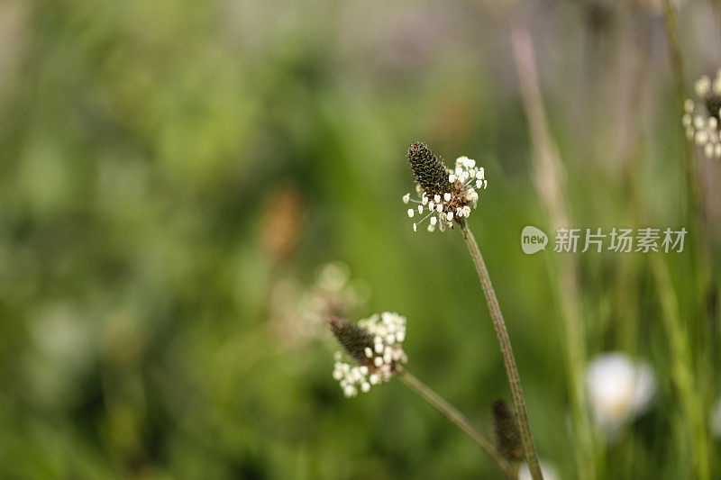 大车前草的乳白色花药花