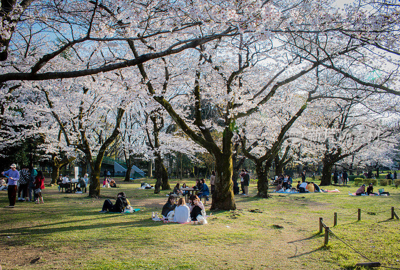 在春天樱花盛开的樱花树下庆祝花见