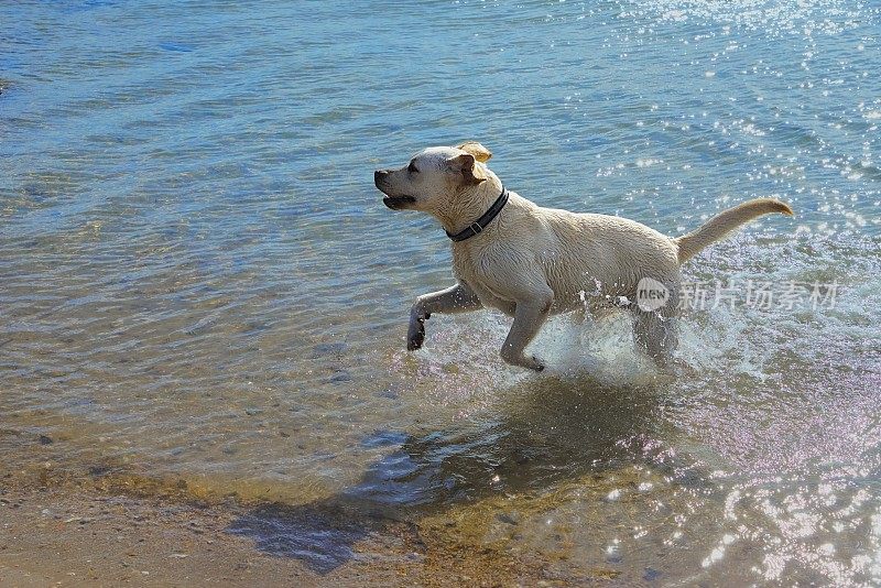 一只拉布拉多犬在海滩的水里奔跑