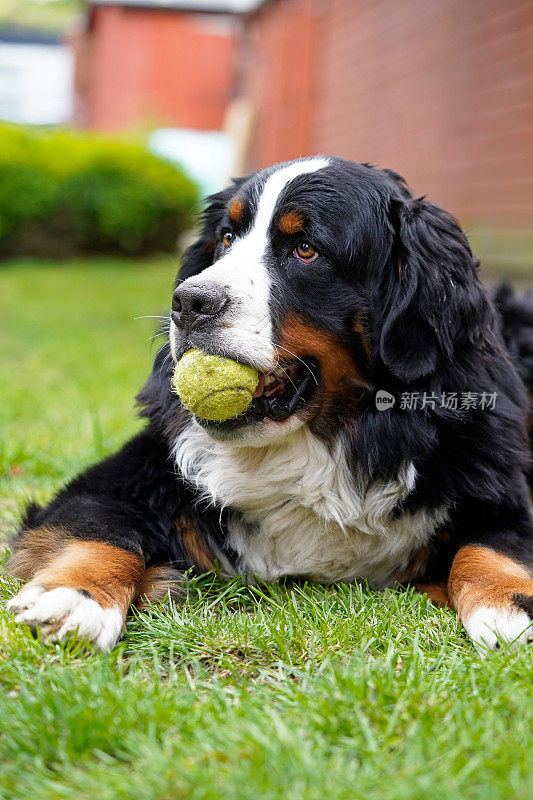伯恩斯山地犬躺在花园里的草地上，嘴里叼着网球，眼睛远离镜头。