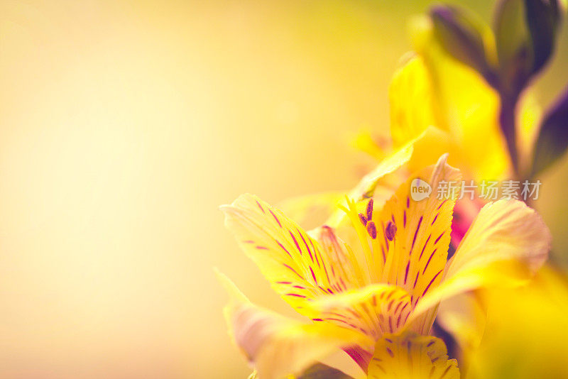 美丽的紫花花宏，花背景