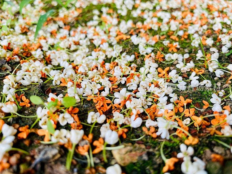 美丽的桂花在江苏，中国