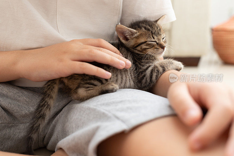 可爱的小猫睡在孩子的腿上