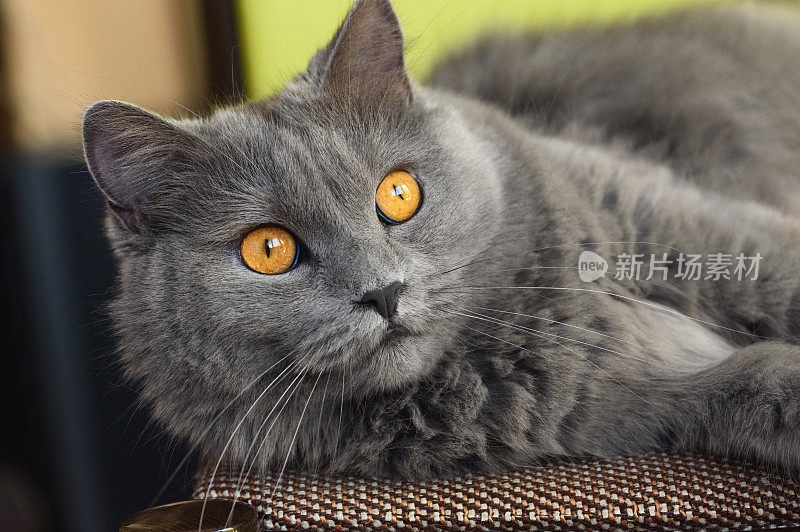 Chartreux猫睁大了眼睛
