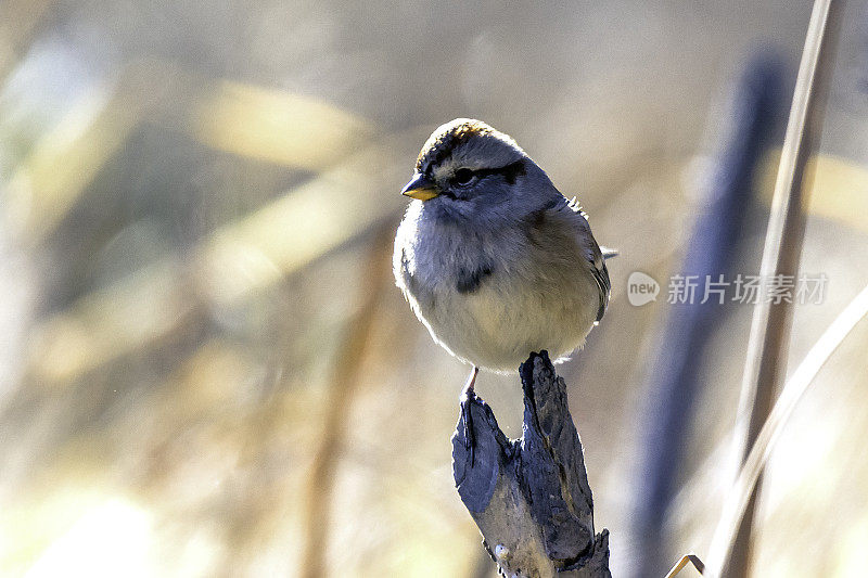 小songbird栖息