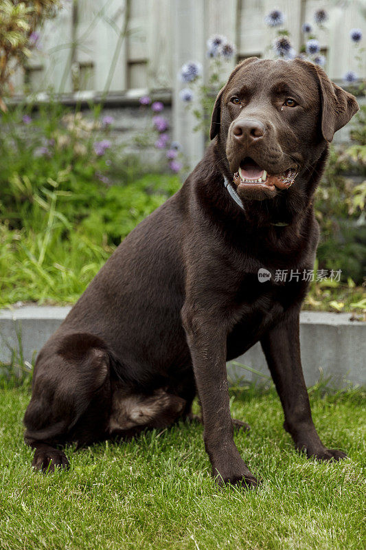 快乐的巧克力拉布拉多猎犬坐在花园里的草地上