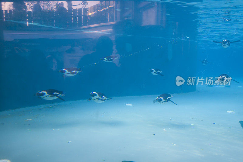 企鹅在清澈的蓝色水池里游泳
