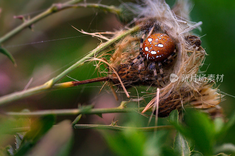 四点圆织布蜘蛛的近距离巢在一个植物的小枝上与彩色的散焦背景