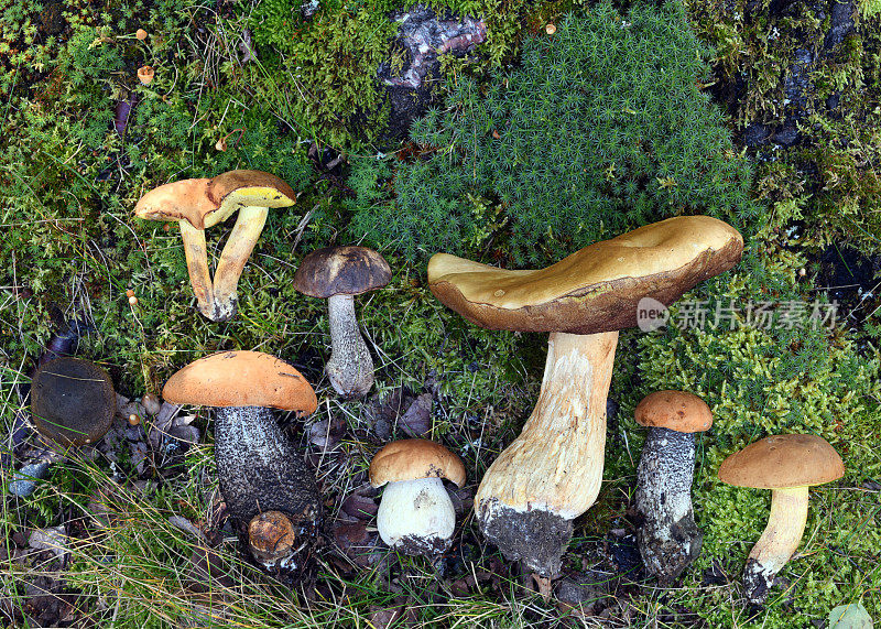 森林里的可食用野生蘑菇